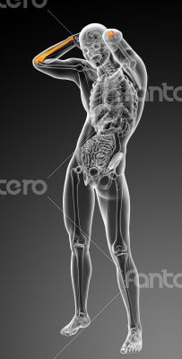 3d render medical illustration of the ulna bone