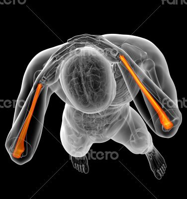 3d render medical illustration of the ulna bone