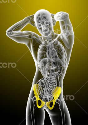 3d render medical illustration of the pelvis bone 