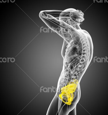 3d render medical illustration of the pelvis bone 