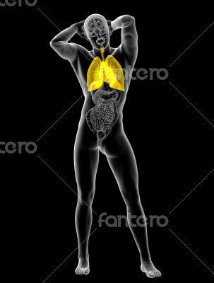 3d rendered illustration of the respiratory system