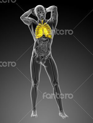 3d rendered illustration of the respiratory system