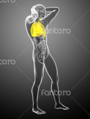 3d rendered illustration of the respiratory system