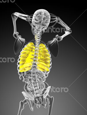3d rendered illustration of the respiratory system