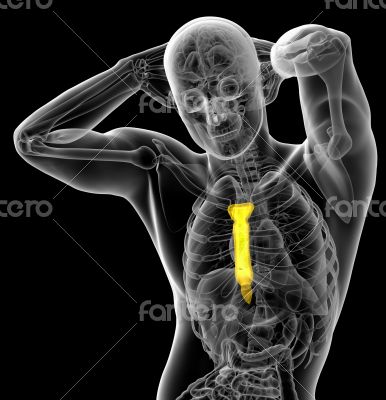 3d render medical illustration of the sternum bone