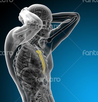 3d render medical illustration of the sternum bone