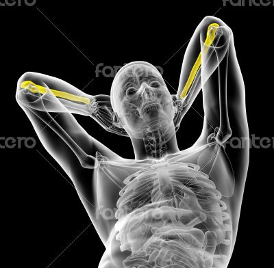 3d render medical illustration of the ulna bone