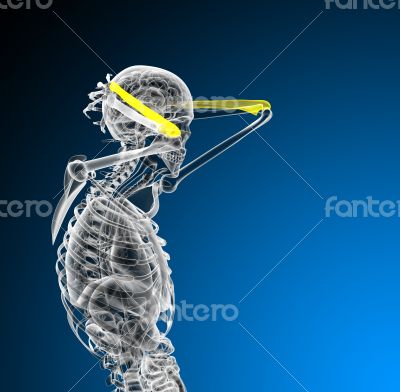 3d render medical illustration of the ulna bone