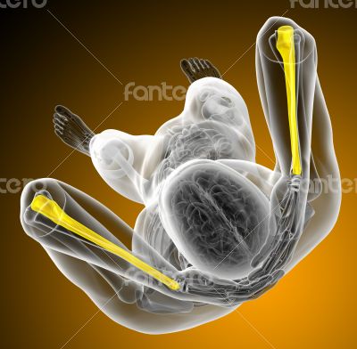 3d render medical illustration of the ulna bone