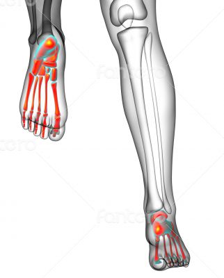 3d render medical illustration of the feet bone 