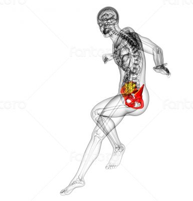 3d render medical illustration of the hip bone 3d render medical illustration of the hip bone
