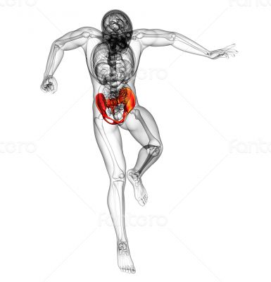 3d render medical illustration of the hip bone 