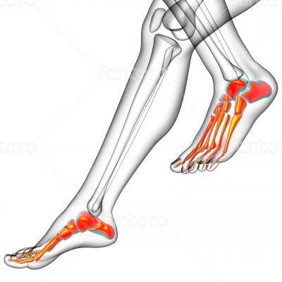 3d render medical illustration of the feet bone 