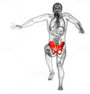 3d render medical illustration of the hip bone 