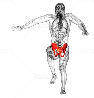 3d render medical illustration of the hip bone 3d render medical illustration of the hip bone