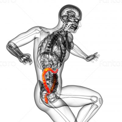  human larg intestine