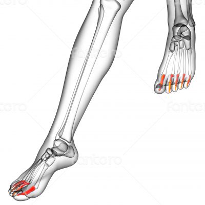  phalanges foot 