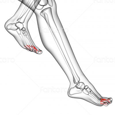 phalanges foot 