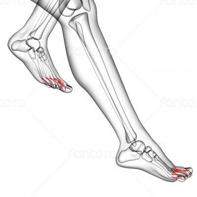 phalanges foot phalanges foot