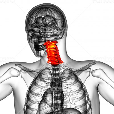 cervical spine