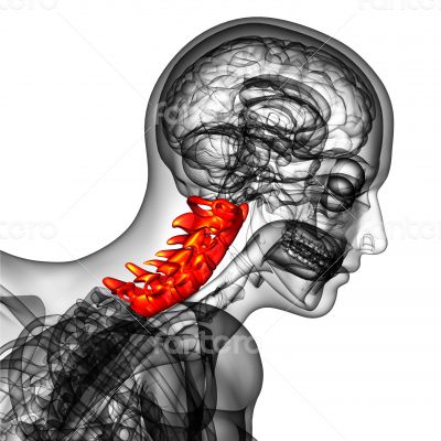  cervical spine