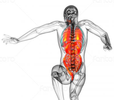 digestive system and respiratory system 