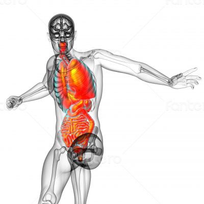 digestive system and respiratory system 