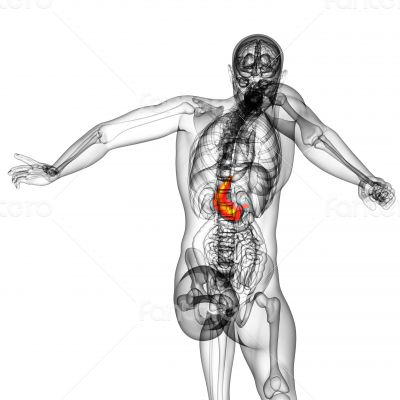 3d render medical illustration of the stomach 3d render medical illustration of the stomach