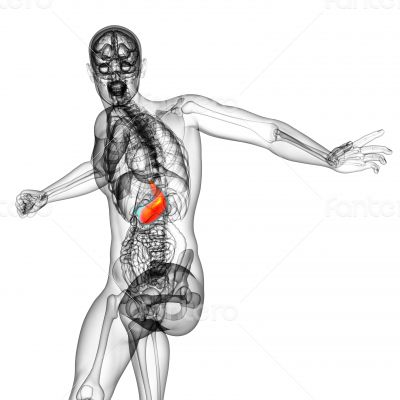 3d render medical illustration of the stomach 3d render medical illustration of the stomach