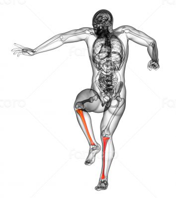 3d render medical illustration of the tibia  
