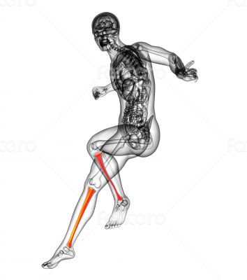 3d render medical illustration of the tibia 3d render medical illustration of the tibia
