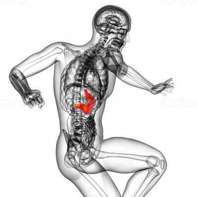 3d render medical illustration of the stomach 3d render medical illustration of the stomach