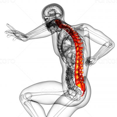 3d render medical illustration of the human spine