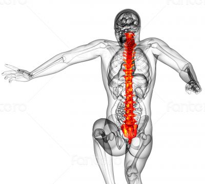 3d render medical illustration of the human spine