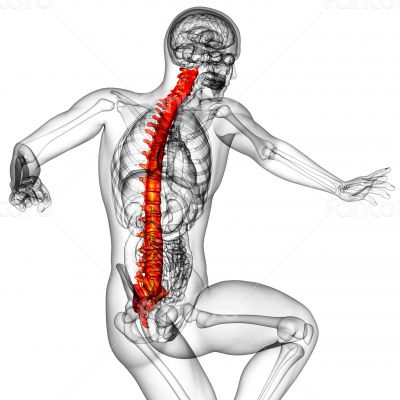 3d render medical illustration of the human spine