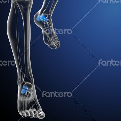 3d render medical illustration of the calcaneus