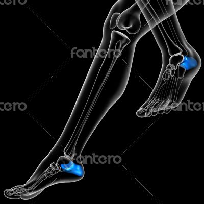 3d render medical illustration of the calcaneus