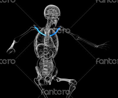  clavicle bone