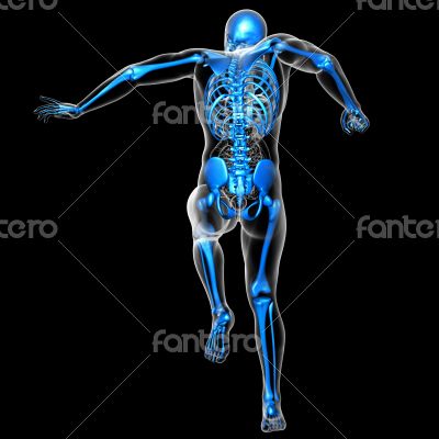 3d render medical illustration of the skeleton