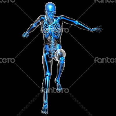 3d render medical illustration of the skeleton
