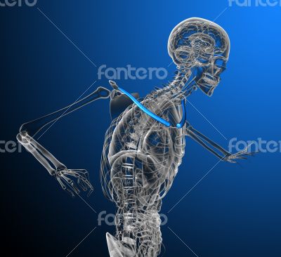 clavicle bone clavicle bone