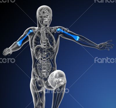 3d render medical illustration of the humerus bone 3d render medical illustration of the humerus bone