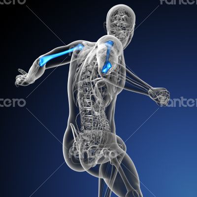 3d render medical illustration of the humerus bone 3d render medical illustration of the humerus bone
