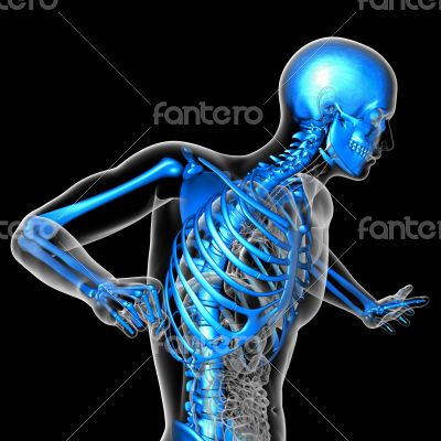 3d render medical illustration of the skeleton