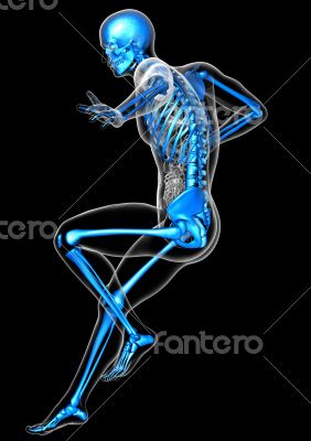 3d render medical illustration of the skeleton