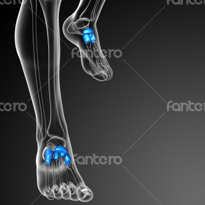 3d render medical illustration of the tarsals bone