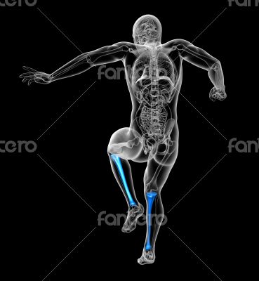 3d render medical illustration of the tibia bone 