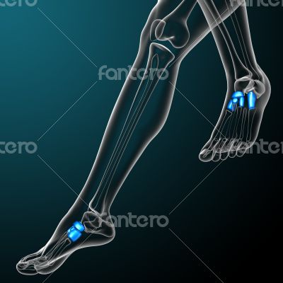 3d render medical illustration of the tarsals bone