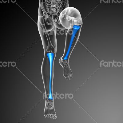 3d render medical illustration of the tibia bone 