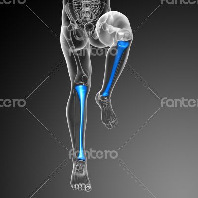 3d render medical illustration of the tibia bone 3d render medical illustration of the tibia bone
